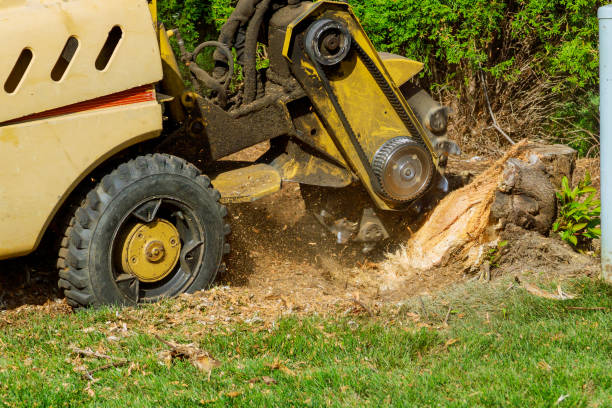 Professional Tree Services in Mechanicstown, NY
